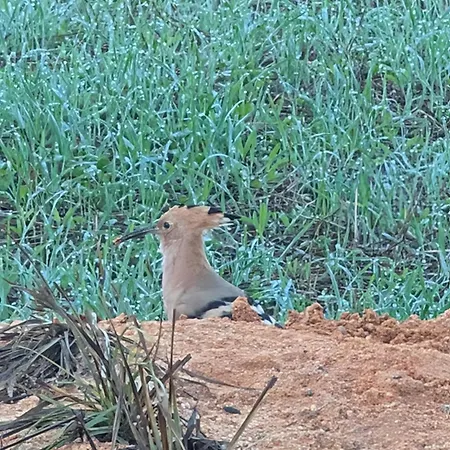Da Ria A פארו